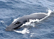 Bryde's Whale