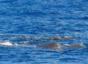 Cebu Dolphins and Whales