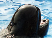 Short-Finned Pilot Whale