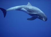 Pygmy Killer Whale