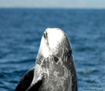 Risso's Dolphins