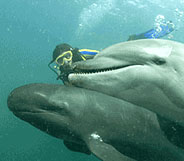 Subic Dolphins and Whales Encounter - Whales Islands Philippines