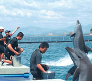 Subic Dolphins and Whales Encounter - Whales Islands Philippines