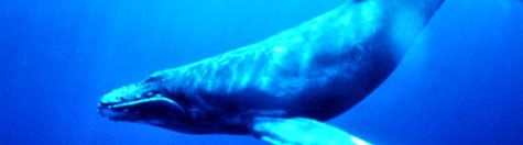 Philippine Whales