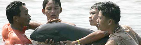 Philippine Whales
