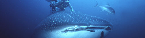 Donsol Whale Shark - Whales Islands Philippines