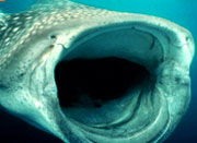 Donsol Whale Shark - Whales Islands Philippines