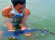 Donsol Whale Shark - Whales Islands Philippines